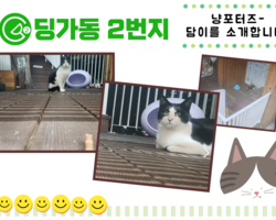 [ 딩가동2번지 ] 냥포터즈-담이를 소개합니다!